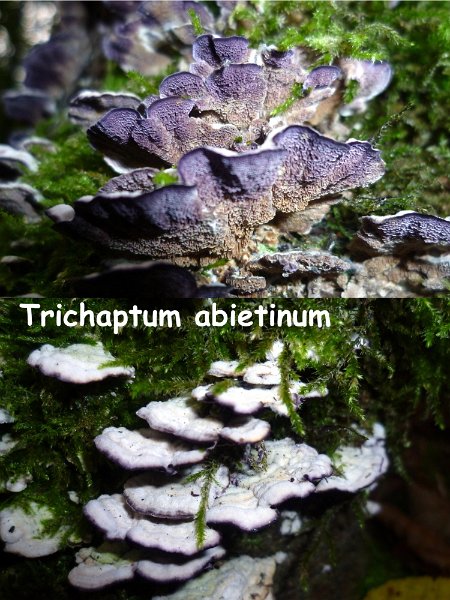 Trichaptum abietinum-amf2169.jpg - Trichaptum abietinum ; Syn1: Hirschioporus abietinus ; Syn2: Trametes abietina ; Nom français: Tramète lilas